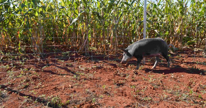 Belgo Arames apresentou soluções eficazes para cercamento no Show Rural Coopavel 2025
