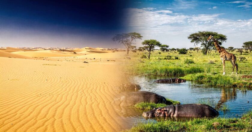 NASA revela que o Saara já foi savana e futuro pode trazer de volta este cenário natural